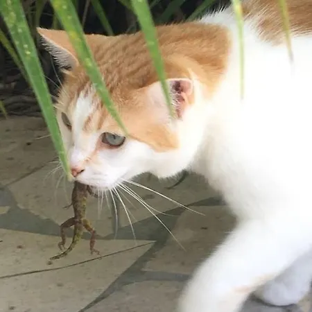 La Maison De Bella Ferienhaus